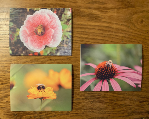 Downeast Thunder Farm Pollinator Note Cards - Image 3