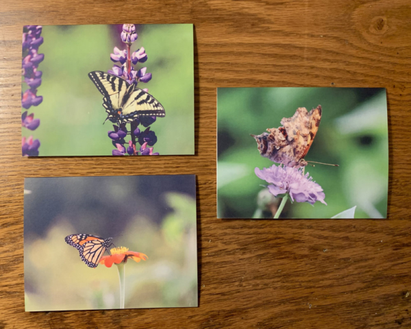 Downeast Thunder Farm Pollinator Note Cards - Image 4