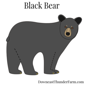 Black Bear