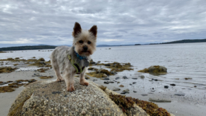 Gidget at Taft Point on Falnders Bay