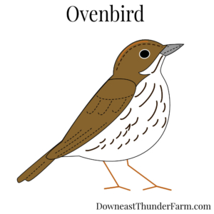 Ovenbird