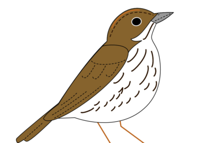 Ovenbird