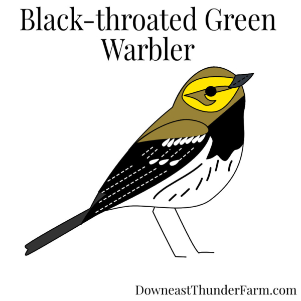 black throated green warbler