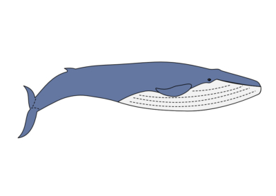 blue whale