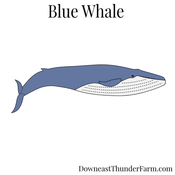 blue whale