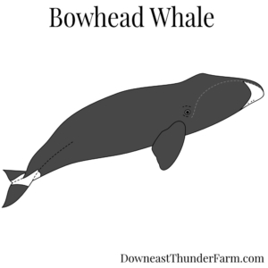 bowhead whale