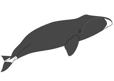 bowhead whale