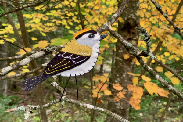 golden crowned kinglet felt kit