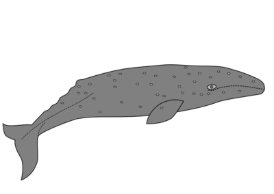 gray whale