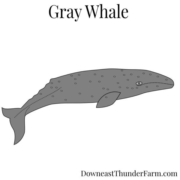 gray whale