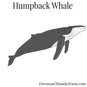 humpback whale