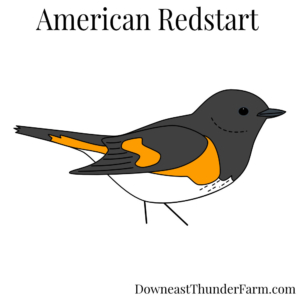 American Redstart