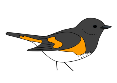 American Redstart