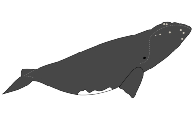 right whale