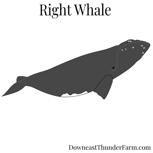 right whale