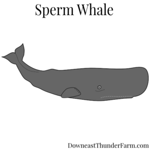 sperm whale