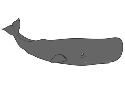 sperm whale