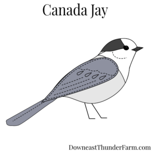 Canada Jay Felt Kit