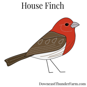 House Finch Felt Kit