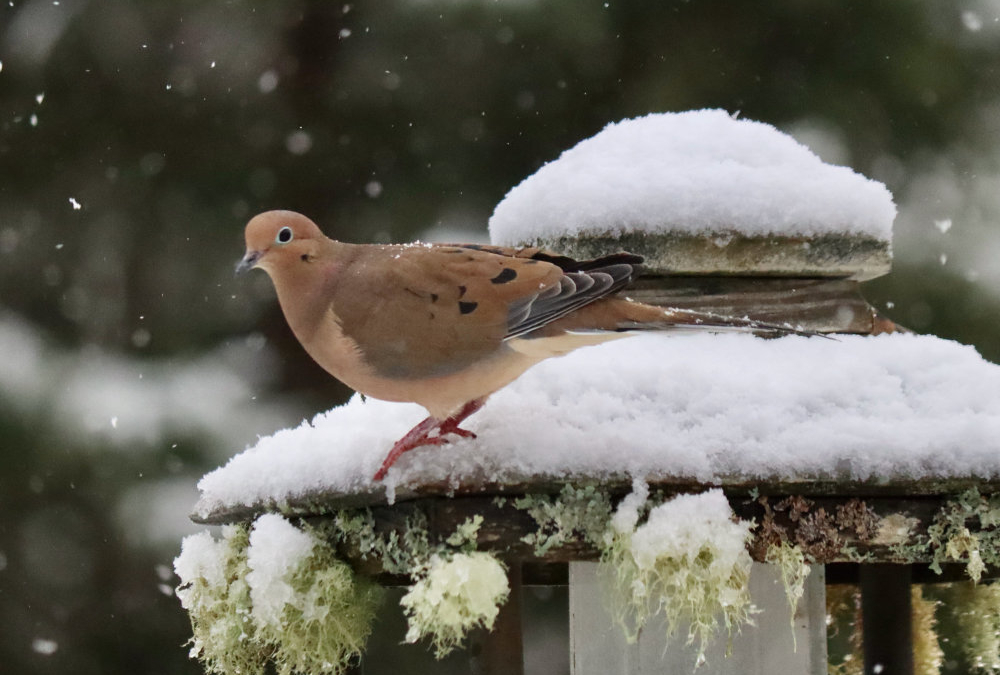 First Snowfall