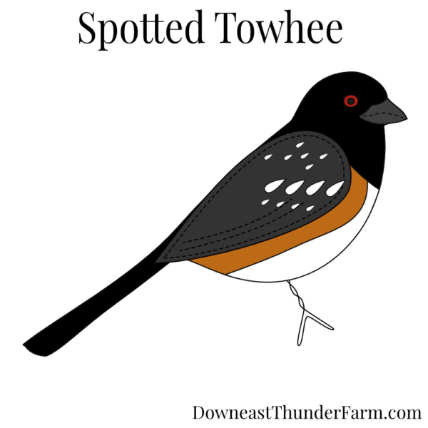 Spotted Towhee Felt Kit