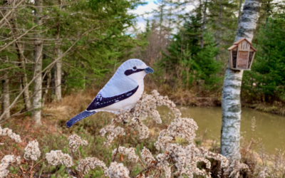 The Stealthy Northern Shrike