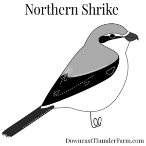 Northern Shrike Felt Kit