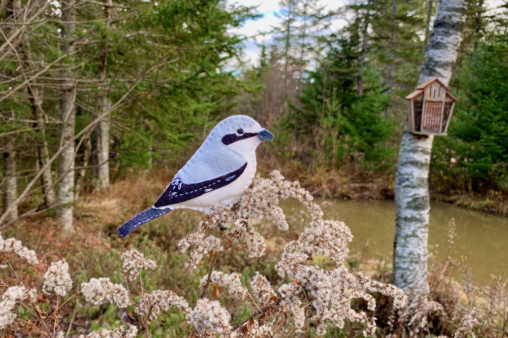 The Stealthy Northern Shrike