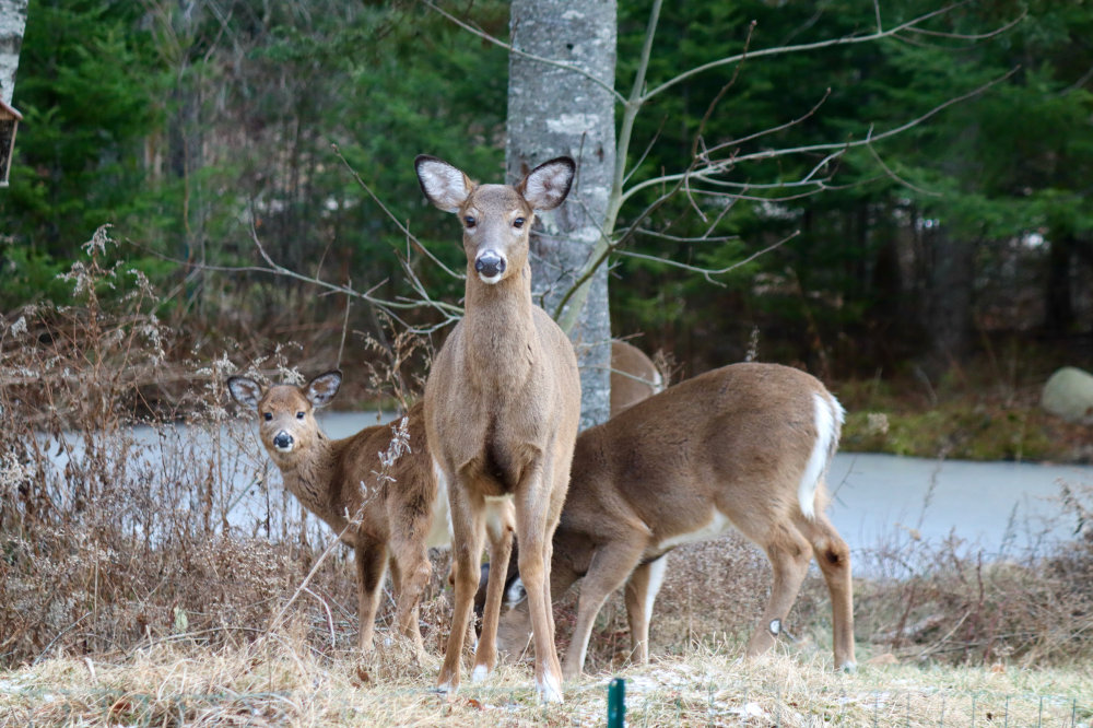 Christmas Deer Friends