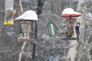 birds in the winter storm