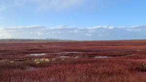 February Blueberry Barrens