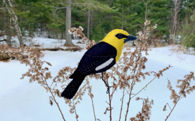 The Impressive Yellow-headed Blackbird