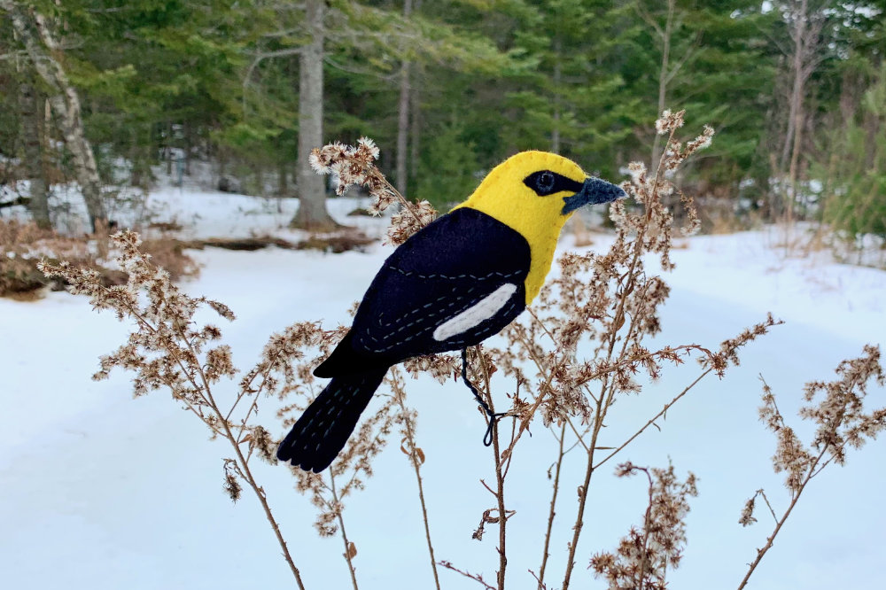 Yellow-headed Blackbird Free Felt Pattern
