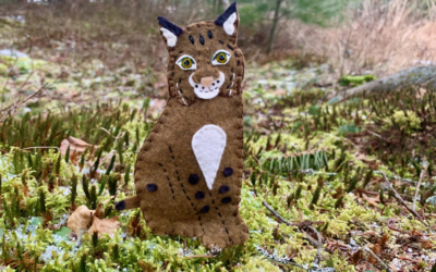 The Maine Bobcat