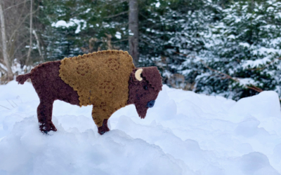 The Great American Bison