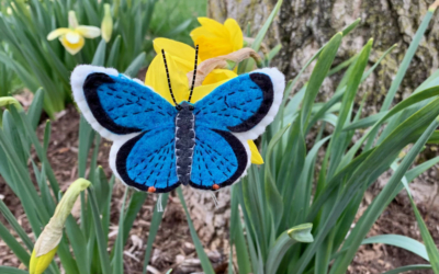 Nancy’s Eastern Tailed-Blue Butterfly