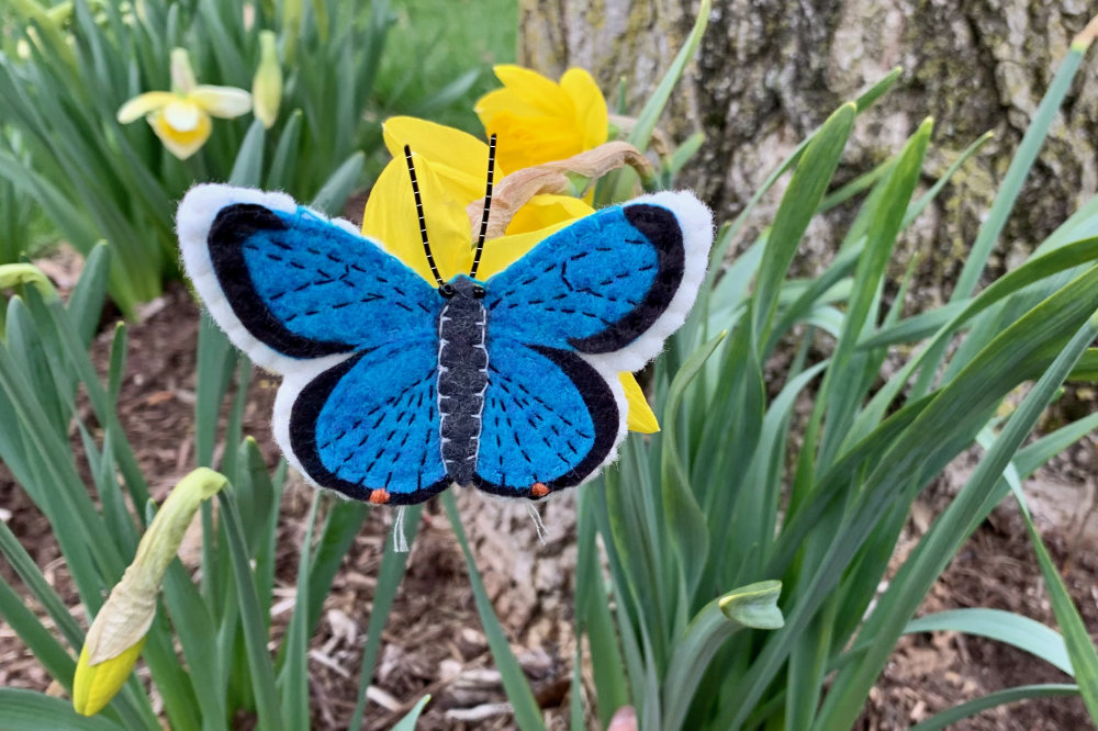 Nancy’s Eastern Tailed-Blue Butterfly