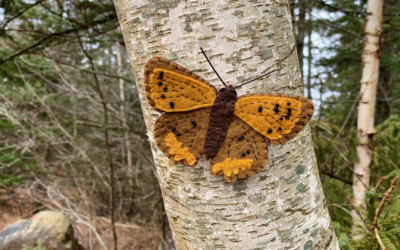 The American Copper Butterfly