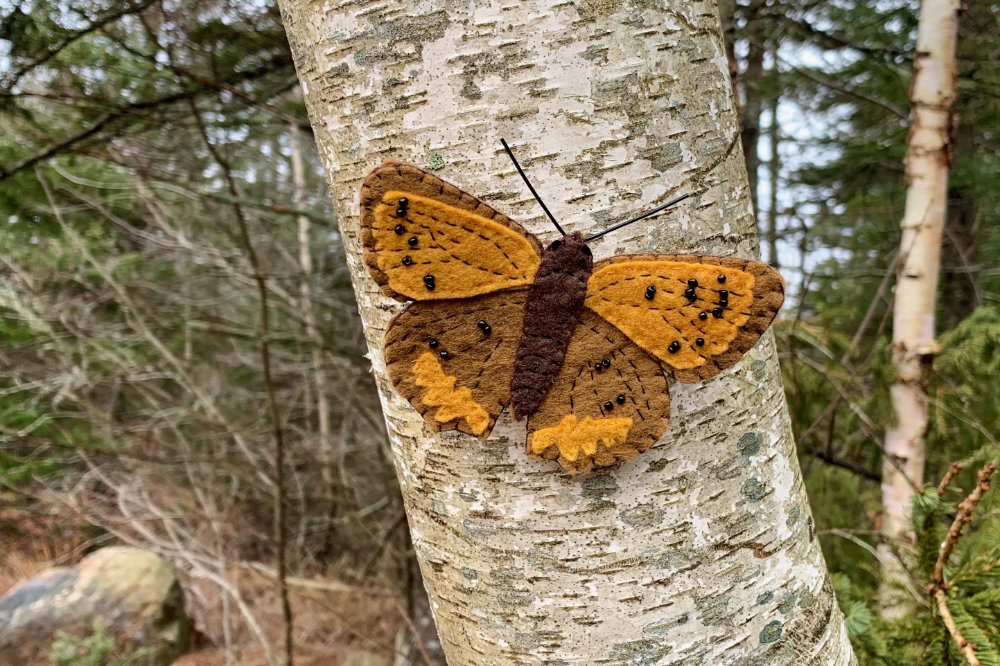 The American Copper Butterfly