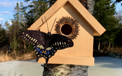 The Handsome Black Swallowtail Butterfly