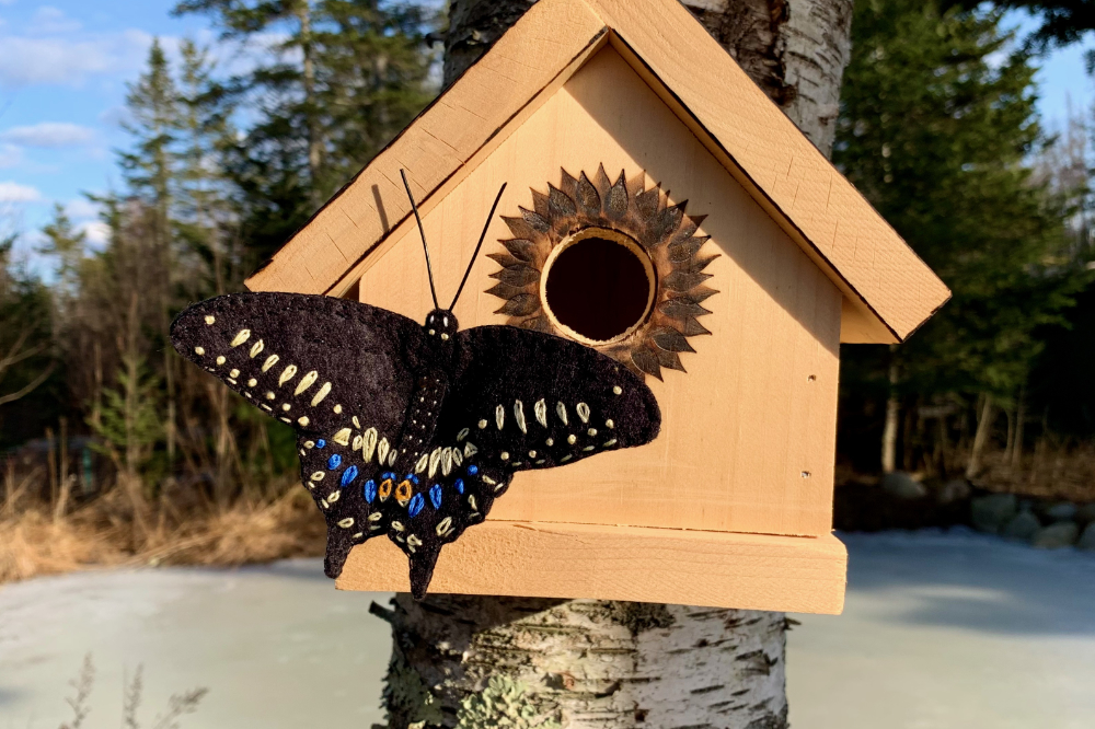 The Handsome Black Swallowtail Butterfly