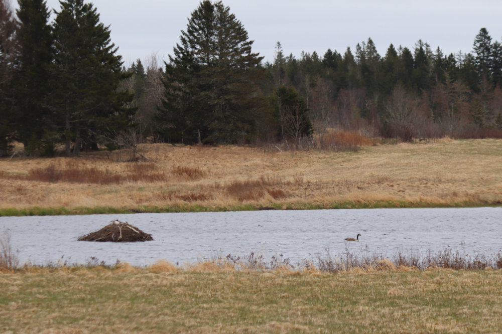 beaver lodge and Canada Geese