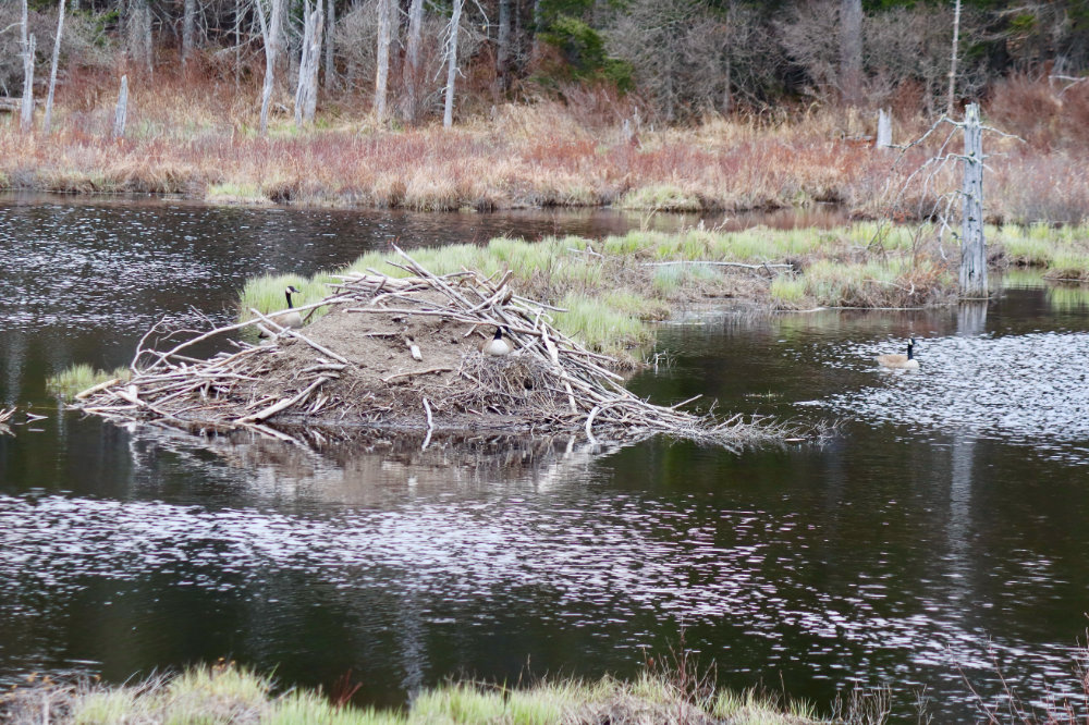 Canada Geese nesting on beaver lodge