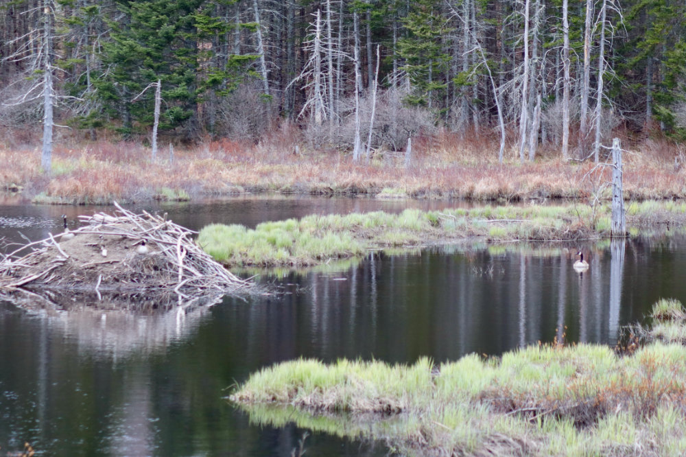 Canada Geese nesting on beaver lodge