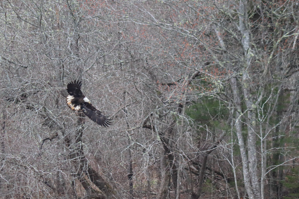 two maine bald eagles in air