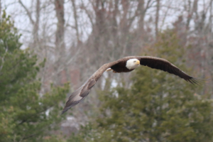 maine bald eagle in flight