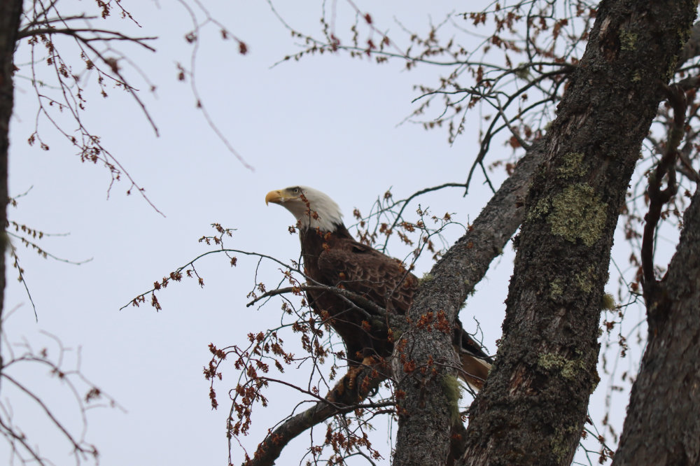 two maine bald eagles in air