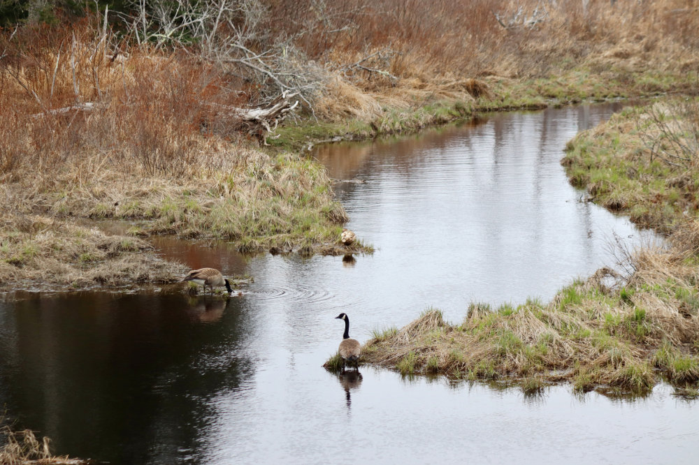 Canada Geese pair in Maine