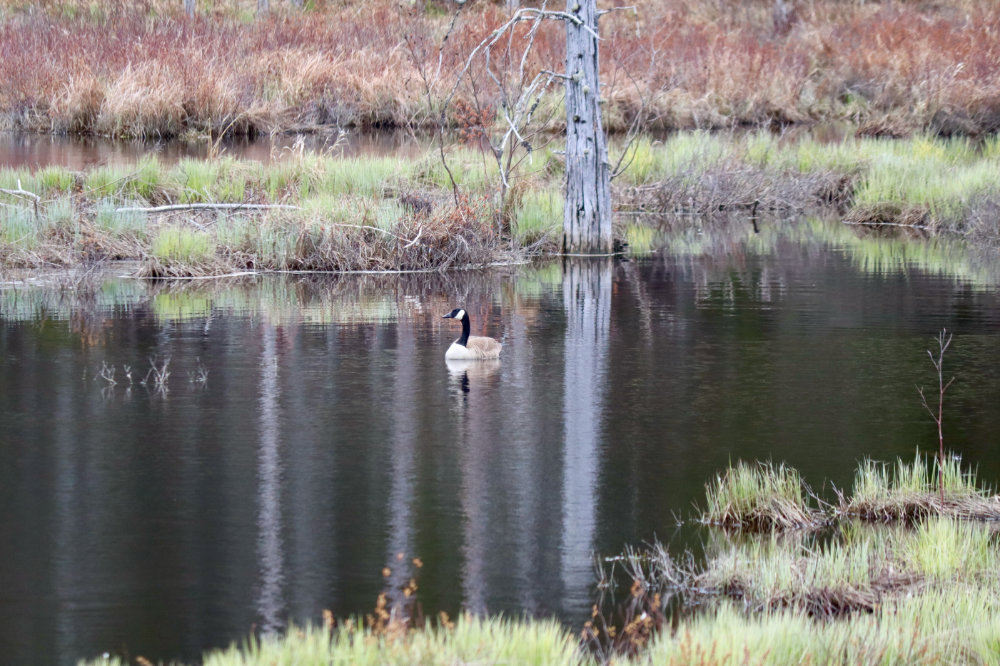 Geese Nesting on Beaver Dams