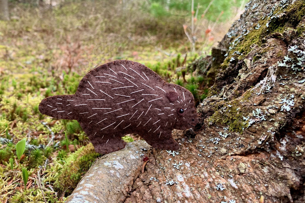 The Prickly Porcupine